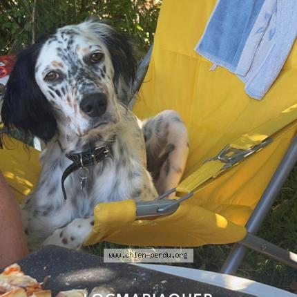 Photo de chien perdu à Locmariaquer