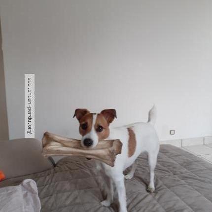 Photo de chien perdu à St Renan