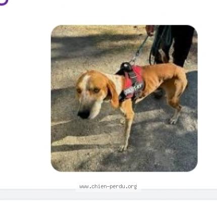 Photo de chien perdu à Vidauban