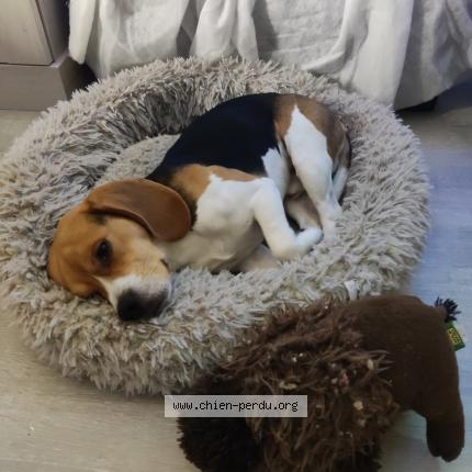 Photo de chien perdu à Saint Denis