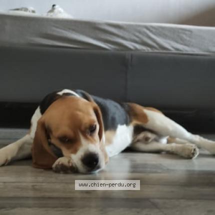 Photo 2/2 Chien retrouvé Perdu à Saint Denis