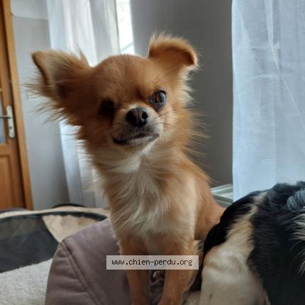 Photo 1/1 Chien retrouvé Perdu à Joncourt