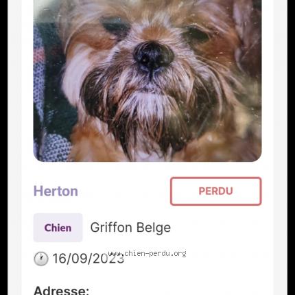 Photo de chien perdu à Eaubonne