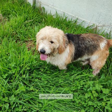 Photo 1/1 Chien retrouvé Trouvé à Commana