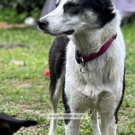 Photo 1/1 Chien retrouvé Perdu à Collonge sous saleve
