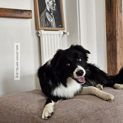 Photo 1/1 Chien retrouvé Perdu à Quint fonsegrives