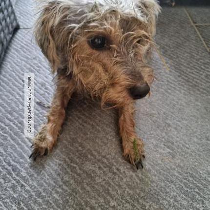Photo de chien trouvé à Port Des Barques