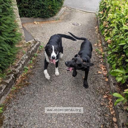 Photo de chien trouvé à St Etienne