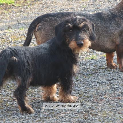 Photo de chien perdu à Tranzault