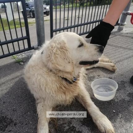 Photo de chien trouvé à Bazancourt