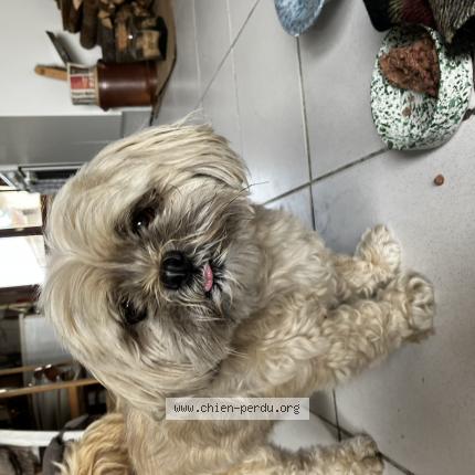 Photo de chien trouvé à Ligre