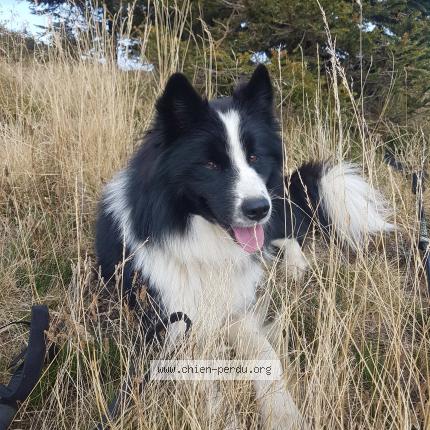 Photo de chien trouvé à Combloux