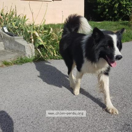 Photo 2/2 Chien retrouvé Trouvé à Combloux