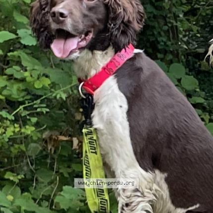 Photo de chien perdu à Landreville