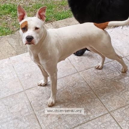 Photo 1/1 Chien retrouvé Perdu à Montalba le chateau