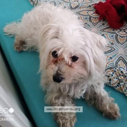 Photo de chien perdu à Marseille