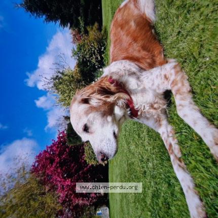 Photo de chien perdu à Brestot