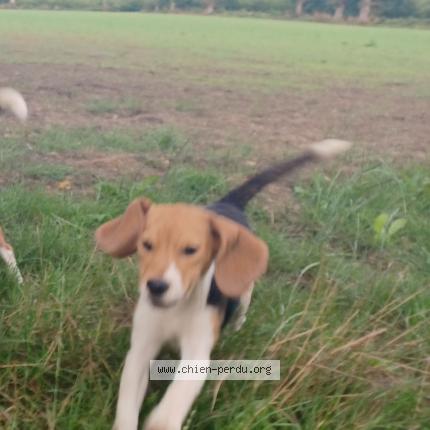 Photo 1/1 Chien retrouvé Perdu à Saint malon sur mel
