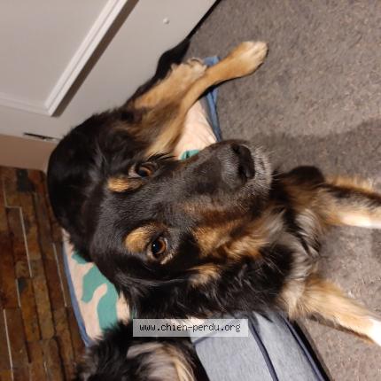 Photo de chien perdu à Saint Sorlin En Bugey