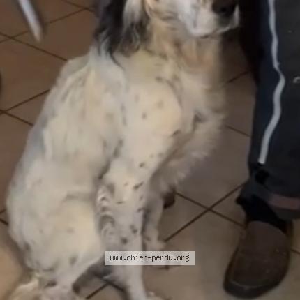 Photo de chien perdu à Saint Genis Pouilly