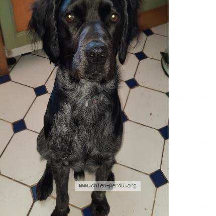 Photo de chien perdu à Henvic