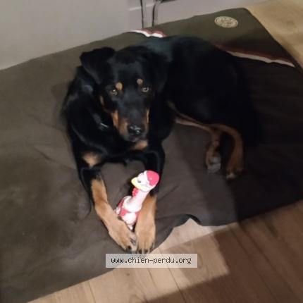 Photo de chien perdu à Coulagnes Hautes