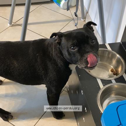 Photo de chien perdu à Chelles