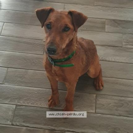 Photo de chien perdu à Pourrieres