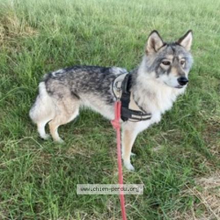 Photo 1/1 Chien retrouvé Perdu à Launstroff