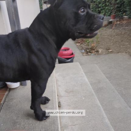 Photo 1/1 Chien retrouvé Perdu à Figeac