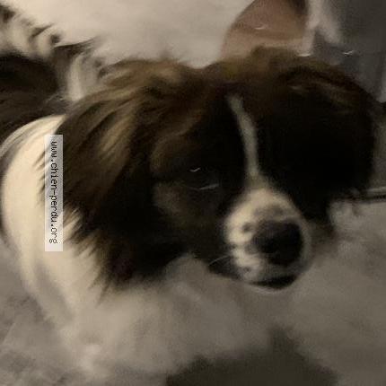 Photo de chien perdu à Aubagne