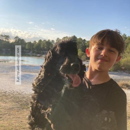 Photo de chien perdu à Merignac