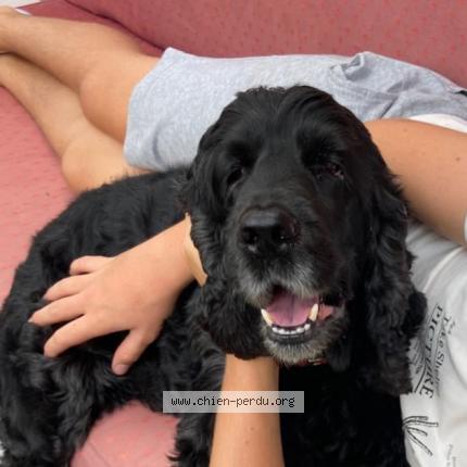 Photo 2/2 Chien retrouvé Perdu à Merignac