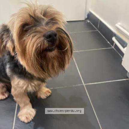 Photo de chien trouvé à Le Blanc Mesnil