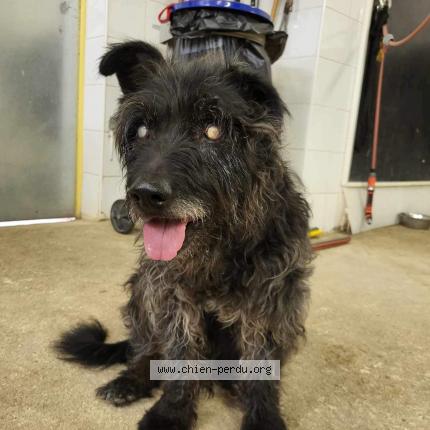 Photo 1/1 Chien retrouvé Perdu à Val d ajol