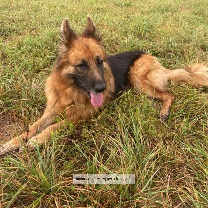 Photo de chien trouvé à La Chapelle Aubareil