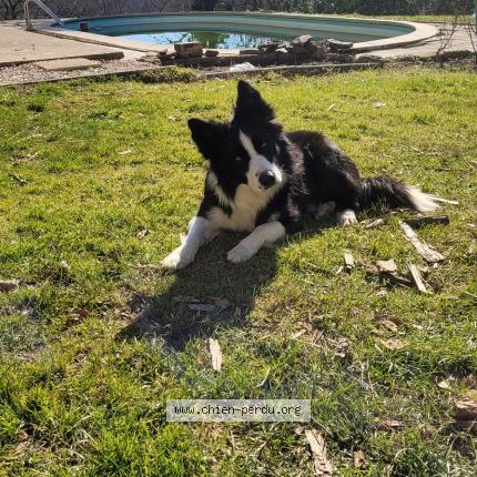 Photo de chien perdu à Poudenx