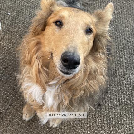 Photo de chien perdu à Lassy