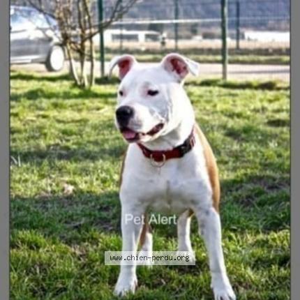 Photo de chien perdu à Bourges