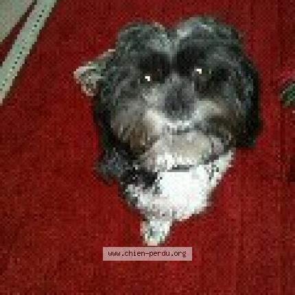 Photo de chien perdu à 34920 Le Cres