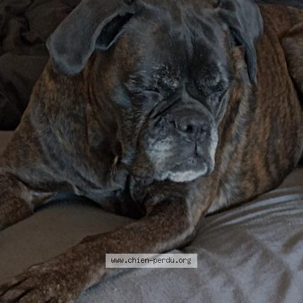 Photo de chien perdu à Montpezat De Quercy