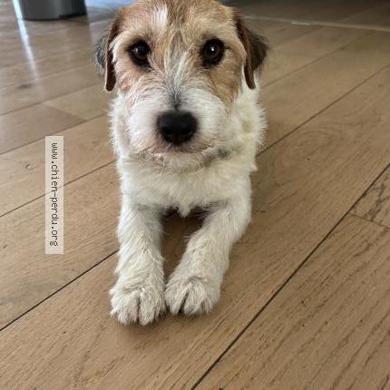 Photo de chien perdu à Saint Aunes