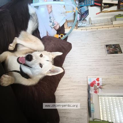 Photo de chien perdu à Sancey