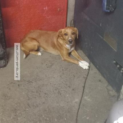 Photo de chien trouvé à Contigne