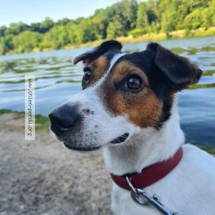 Photo 1/1 Chien retrouvé Perdu à Le Mee Sur Seine