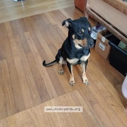 Photo de chien perdu à Lyon