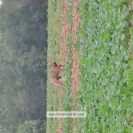 Photo de chien trouvé à Dhuisy