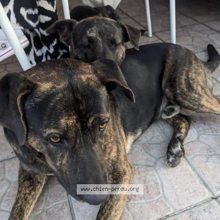 Photo de chien perdu à Blanquefort