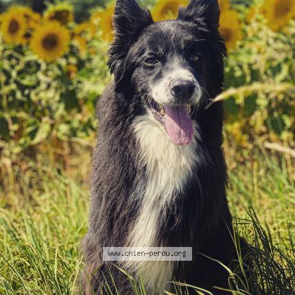 Photo de chien perdu à Saint Andre Et Appelles