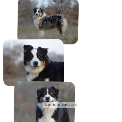 Photo de chien perdu à Bouloc